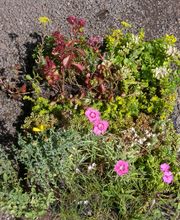 Staudengärtnerei David Müller Bild 10