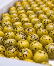 La Chocolaterie de Genève Bild 1