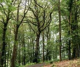 FriedWald Weilrod Bild 2
