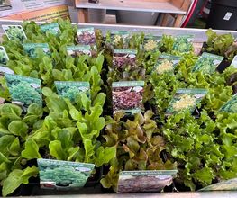 Plants de Salades 