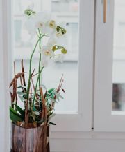 Blumen Schweizer Bild 1