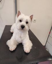 Tootsie image 11