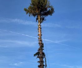 Heldebaume Elagage image 10