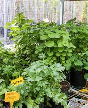 Gallery Professionale