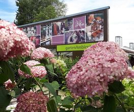 Blumen Hopf Bild 2