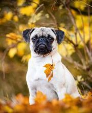 Beshepherd Tierfotografie - Sophie Lombeck Bild 14