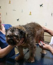 Oakhurst Veterinary Hospital image 5