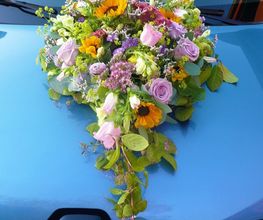 Blumen Vergissmeinnicht Bild 6