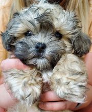 Green Summit Animal Clinic image 17