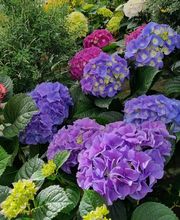 Die Blumenwerkstatt Wilhelm Rippel Bild 6