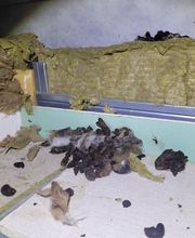 Sos Antinuisibles 54 image 7