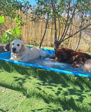 Dog Evasion 05 image 8