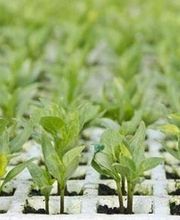 Les Serres Du Forez SARL image 4