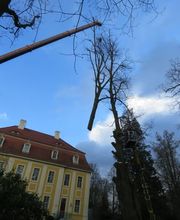 Andreas Deppner Baumpflege Bild 4