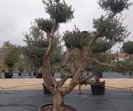 LM VEGETAL image 14