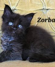 Allevamento Maine Coon Le Fate della Casa immagine 3