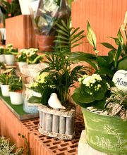 Blumen und Pflanzen
Für jeden Bedarf das passende Angebot: ob Schnittblumen, Topfpflanzen, Samen, Erde, Dünger oder Mottosträuße – wir haben alles da.