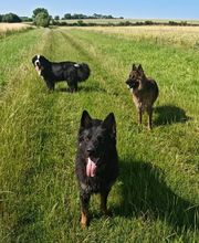 Murmure canin image 4