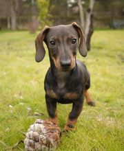 TECKEL CANELA - PASEADOR CANINO S.L. imagen 4