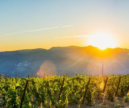 Hochwertige Weine aus unserer Region und aus Italien. Trinken Sie exklusive offene oder auch Flaschenweine in unserem Restaurant in Wangen