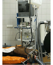 Tierärztliche Klinik Reichenberg Evidensia GmbH Bild 4