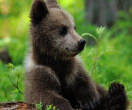 Parc Animalier image 2
