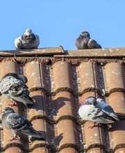 Staudacher + Söhne AG Bedachungen Bild 5