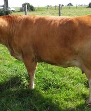 Betail Goronnais image 1