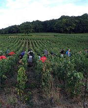 Champagne Petit-Triolet image 11