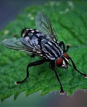 Fliegenbefall - Mr. Motte - Schädlingsbekämpfung - Hamburg