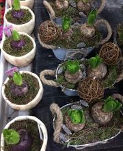 Vive Le Jardin image 10