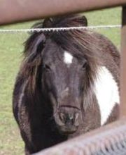 Les Ecuries De Kerrous EARL image 1