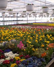 Eigenproduktion, Frühlingsblumen