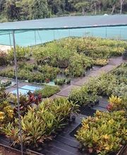 Pépinière Lesueur EARL image 6