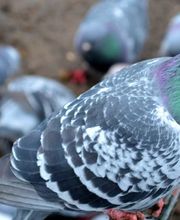 taubenabwehr Schädlingsbekämpfung | BioS Schädlingsbekämpfung | München