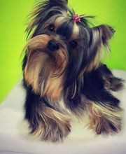 DogShine image 4