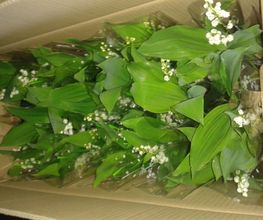 Muguet Castaing image 1