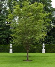 FLORESCENCE image 6