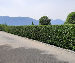 Giardiniere Hagmann Di Carlo e Pichierri SAGL Bild 4