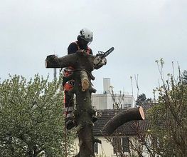 Le Renard Vert image 1