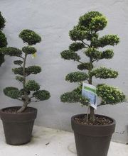 PALMENSTADL Bild 11