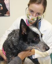 Short Pump Animal Hospital image 3