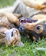 Sangaree Animal Hospital at Cane Bay image 17