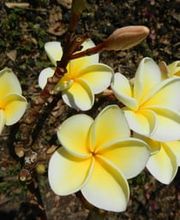 Centro ROSSOVULCANO - Lorenza Manetti Bild 5