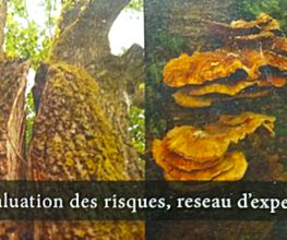 Arbres & Sens image 1