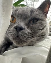 Maggy's Mobiler Katzenservice Unna Bild 8