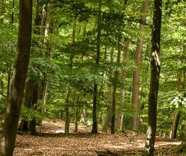 FriedWald Kisdorf Bild 7