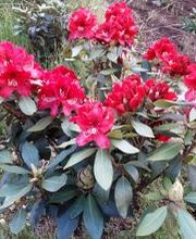 Bremermann Baumschulen Bild 2