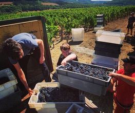 Vignerons de la Colline Eternelle image 4