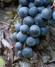 CANTINA IL CAVALIERE SA Bild 8